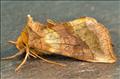 2434 (73.012) Burnished Brass